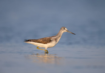 The common greenshank (Tringa nebularia) stands in a blue water in soft morning light