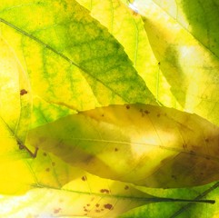 Fallen autumn leaves on the lumen. Texture. A background photo.