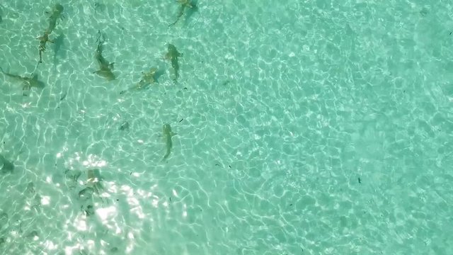 Shark noodle filmed in shallow water from the air