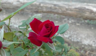 red  rose
