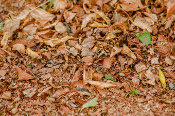 Background of autumn dry leaves