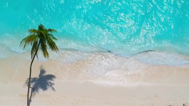 Aerial views of the dream beach with palm tree and turquoise ocean