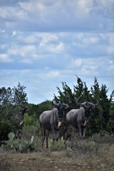 Fototapeta premium close up of a wildebeest herd