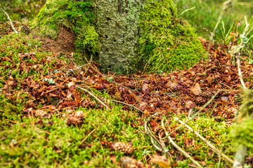 Frön av grankottar som ätits av ekorre
