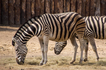 Zebras