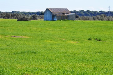 Campos de Almonre 2