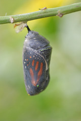 Crisálida de mariposa monarca © Gloria