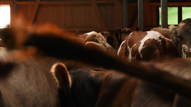 Dairy cows in a wooden barn