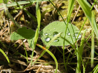 Water Droplets on Leaves