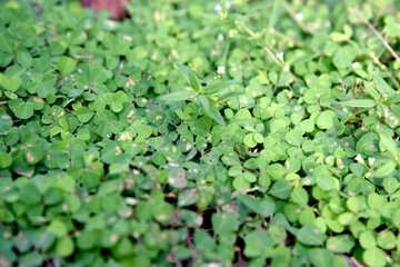 Green clovers leaf. Weed. Background textures.