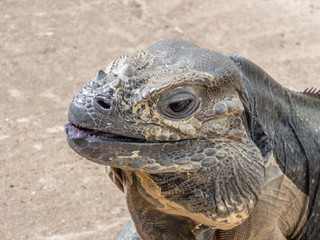 Rhinoceros Iguana