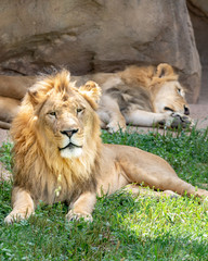 Lion with Mane at the Zoo laying in the grass and sun
