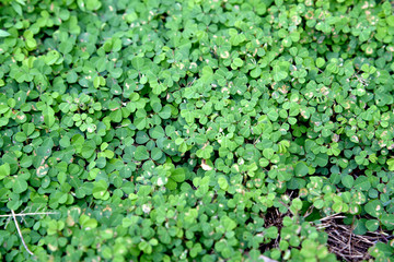 Green clovers leaf. Weed. Background textures.