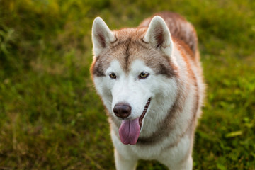 Naklejka na ściany i meble Profile portrait of cute beige and white dog breed siberian husky standing in the grass in early fall at sunset