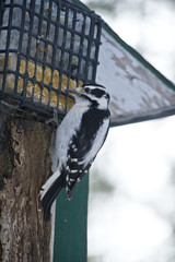 Female Downy Woodpecker