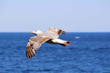bird flies over the sea having spread wings
