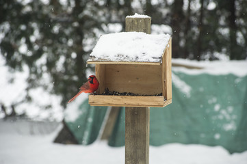 Naklejka premium Cardinal