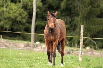 Fototapeta premium Beauty of a horse
