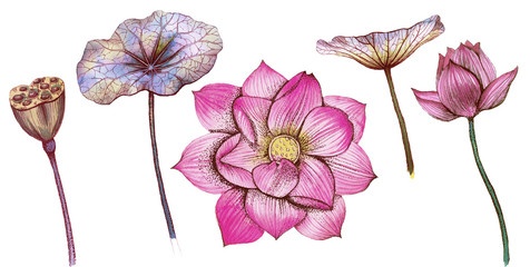 Lotus, flower, leaves, bud. Set isolated on white background. Stock  Watercolor illustration.