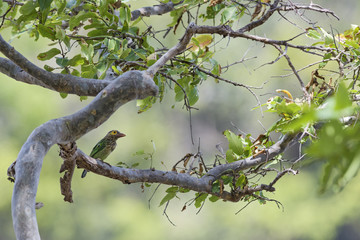 Brown-headed Barbet - Psilopogon zeylanicus, beautiful colored barbet from woodlands of Indian subcontinent, Sri Lanka.