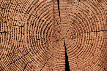 full frame of wooden stump texture as backdrop