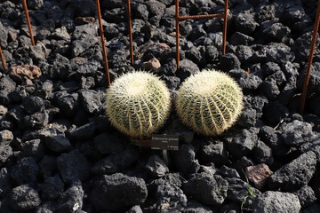 Jardin bonatique