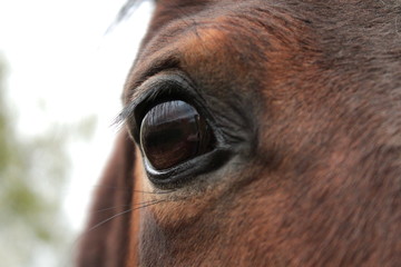 Eye of a horse