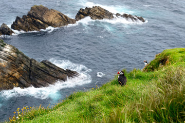 Atlantic Puffin (Fratercula arctica) stood on cliff