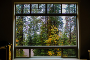 Window with forest view