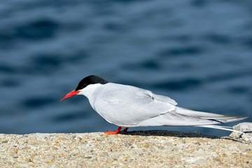 Arctic Tern, Sterna paradisaea, white bird with black cap