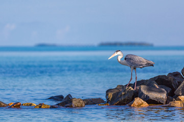 Fototapeta na wymiar Grey Heron on tropical beach. Maldives wildlife