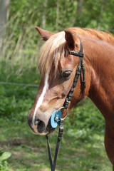 Obraz premium Welsh part bred