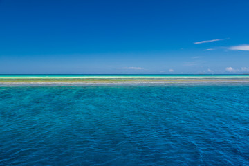 Scene corals tropical