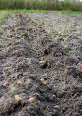 Harvesting, potatoes on the field.