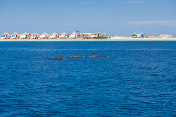Fototapeta na wymiar Dolphins in tropical sea
