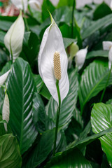 Ripe white spathiphyllum