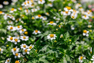 Small decorative camomiles in greenhouse