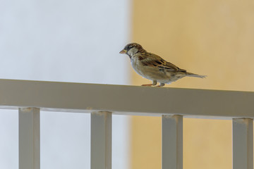 Small sparrow on fence