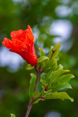 Red flower of pomegranate