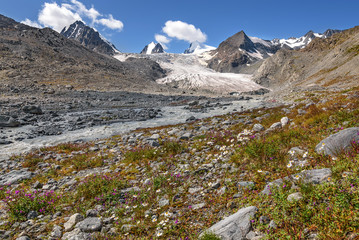 Fototapeta na wymiar glacier mountains chamomile flowers river