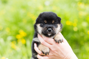 Portrait of lovely two weeks old shiba inu puppy in the hands of the owner in the buttercup meadow