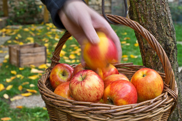 Picking of apples.Red apples are in the wicker basket.