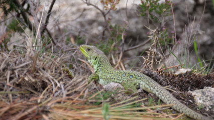 Ocellated lizard in Canon del Sil