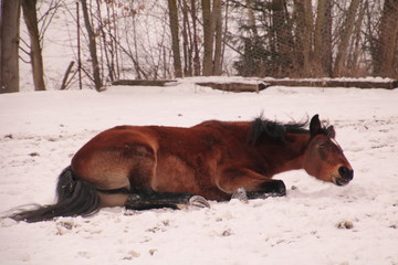 Horse in the snow