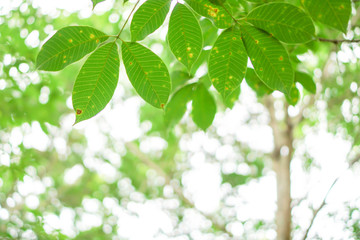 Fototapeta na wymiar blur background,Leaves with natural green bokeh