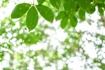 Fototapeta na wymiar blur background,Leaves with natural green bokeh