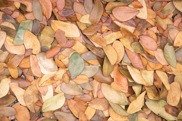 Dry leaves autumn background.texture of yellow leaves on the ground