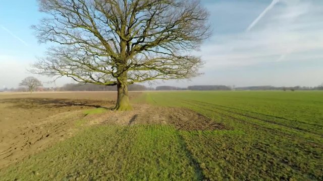 Eichenbaum auf Acker