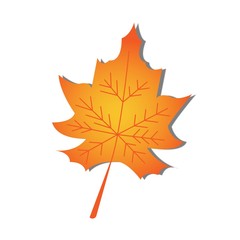 Autumn maple leaf isolated on a white background. Vector illustration.
