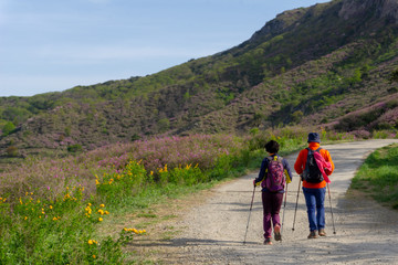 Fototapeta premium Elder couple hiking on the hillside way in Hwangmaesan Country Park, Gyeongsangnam-do, South Korea.